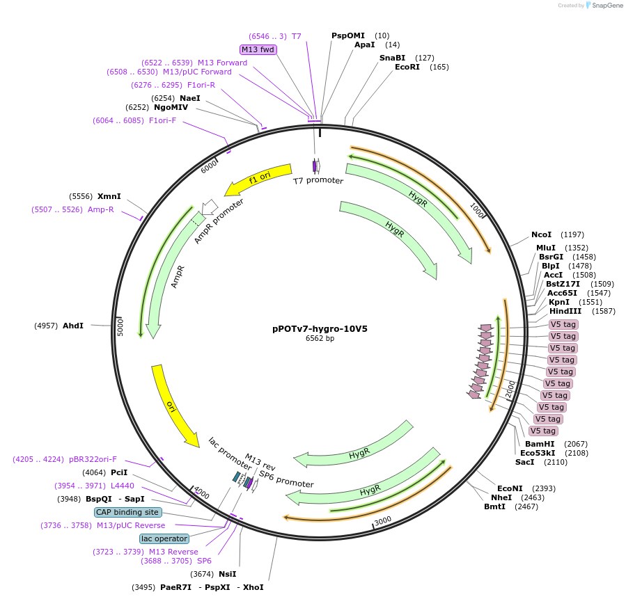 179809-plasmid-map-sequence-id-355732
