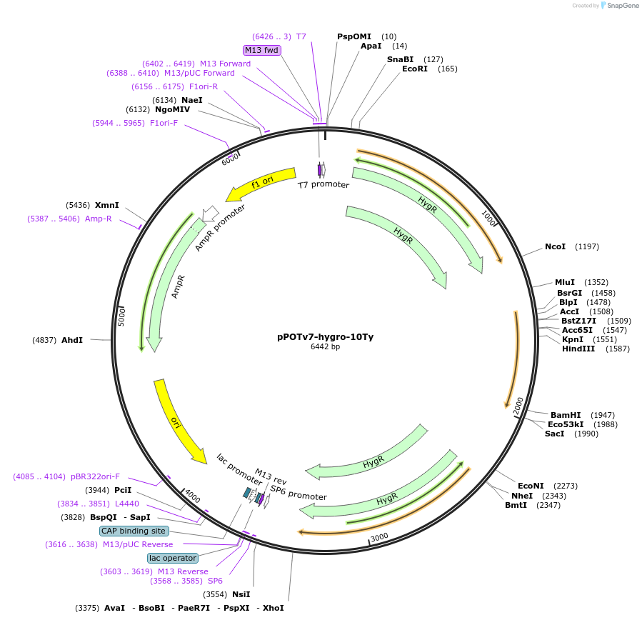 179808-plasmid-map-sequence-id-355734