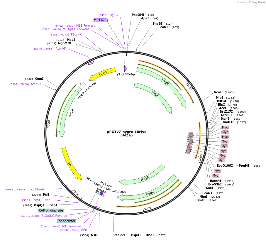 179814-plasmid-map-sequence-id-355736