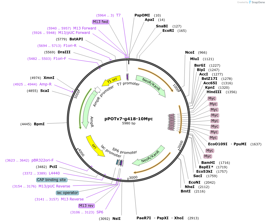 179811-plasmid-map-sequence-id-355737