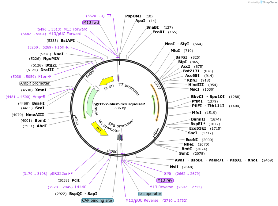 179791-plasmid-map-sequence-id-355739