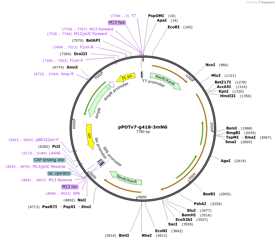 179832-plasmid-map-sequence-id-355740
