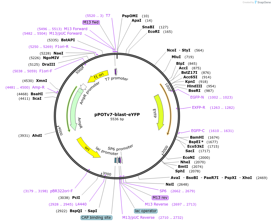179784-plasmid-map-sequence-id-355743