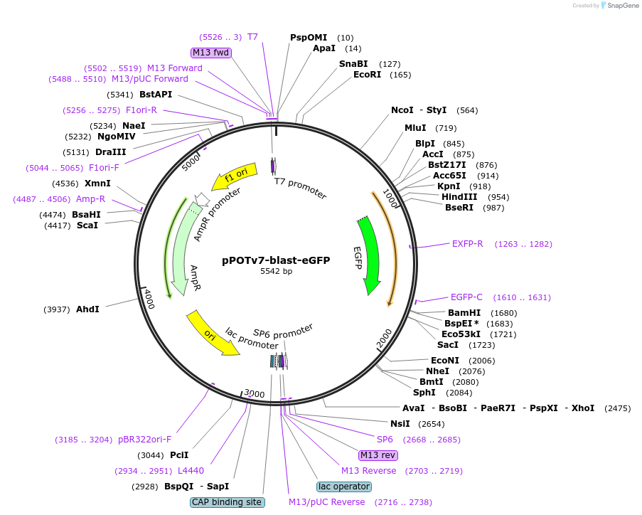 179781-plasmid-map-sequence-id-355744