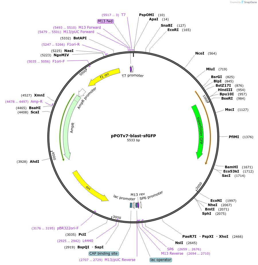 179782-plasmid-map-sequence-id-355745