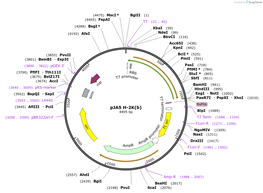 180441-plasmid-map-sequence-id-355754
