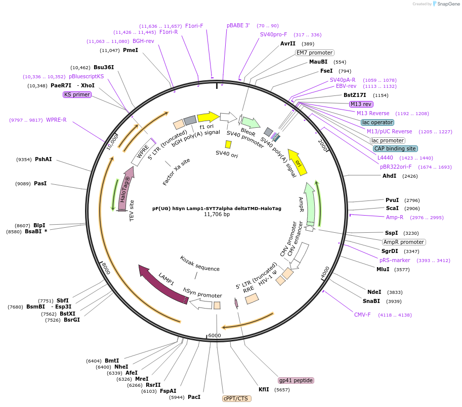 179723-plasmid-map-sequence-id-355788