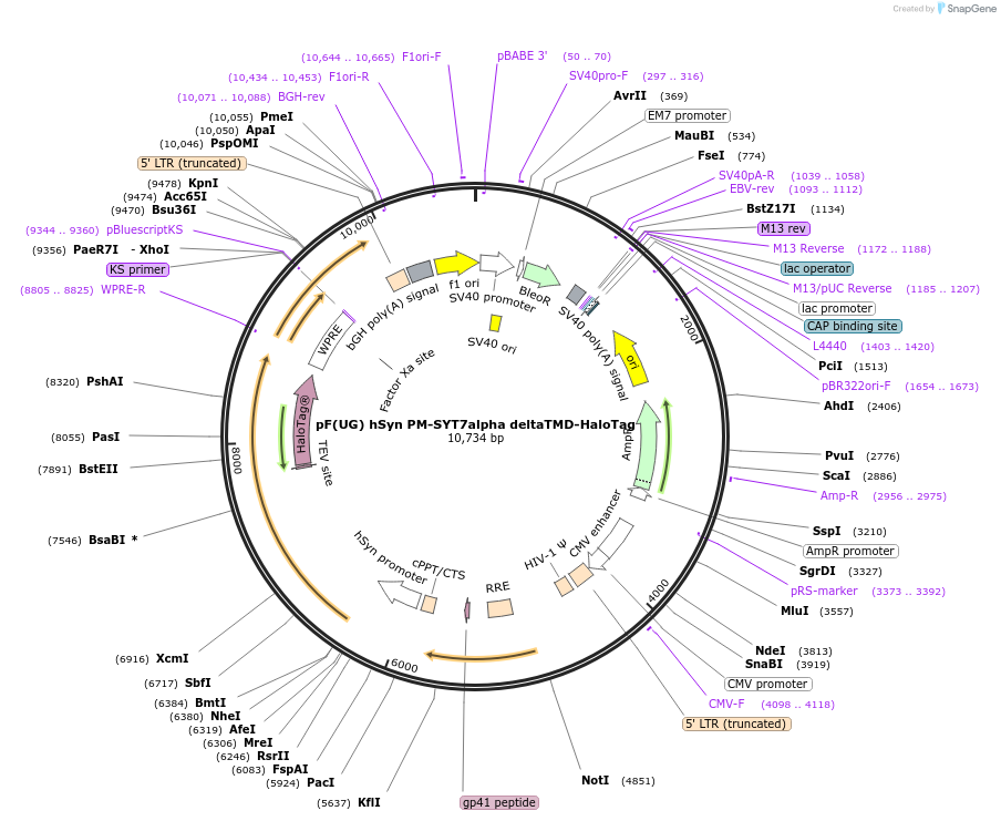 179721-plasmid-map-sequence-id-355790