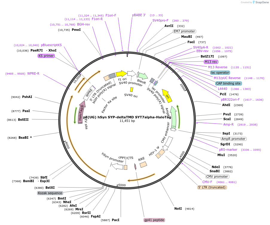 179719-plasmid-map-sequence-id-355791