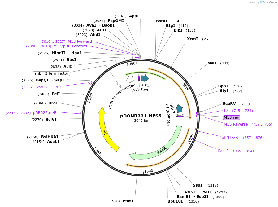 101409-plasmid-map-sequence-id-355796