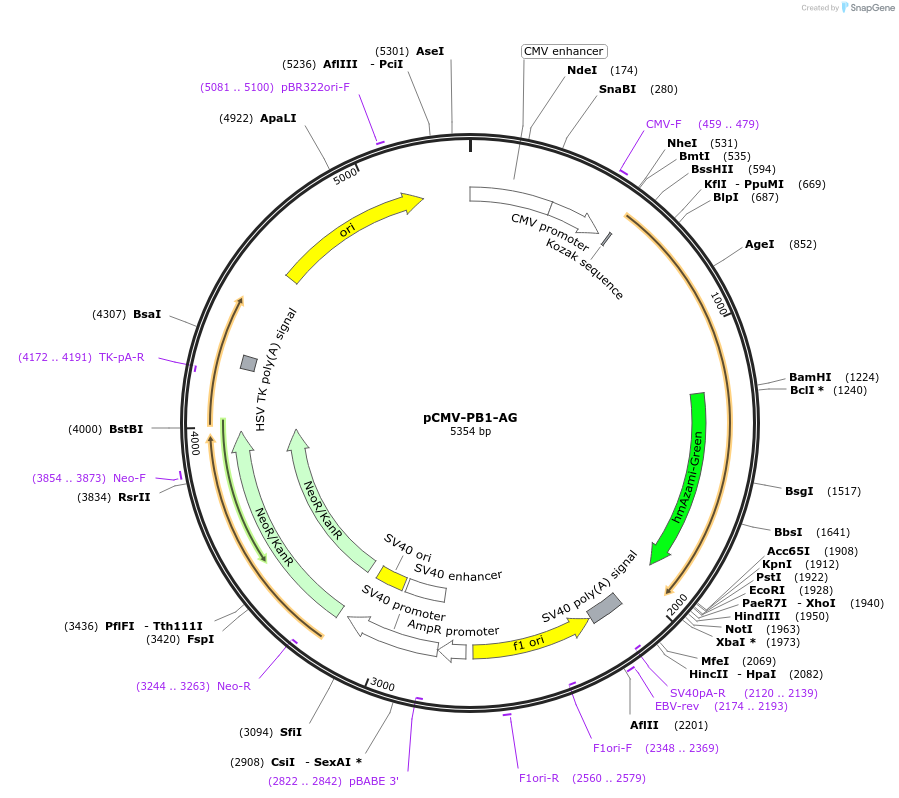 178861-plasmid-map-sequence-id-355797