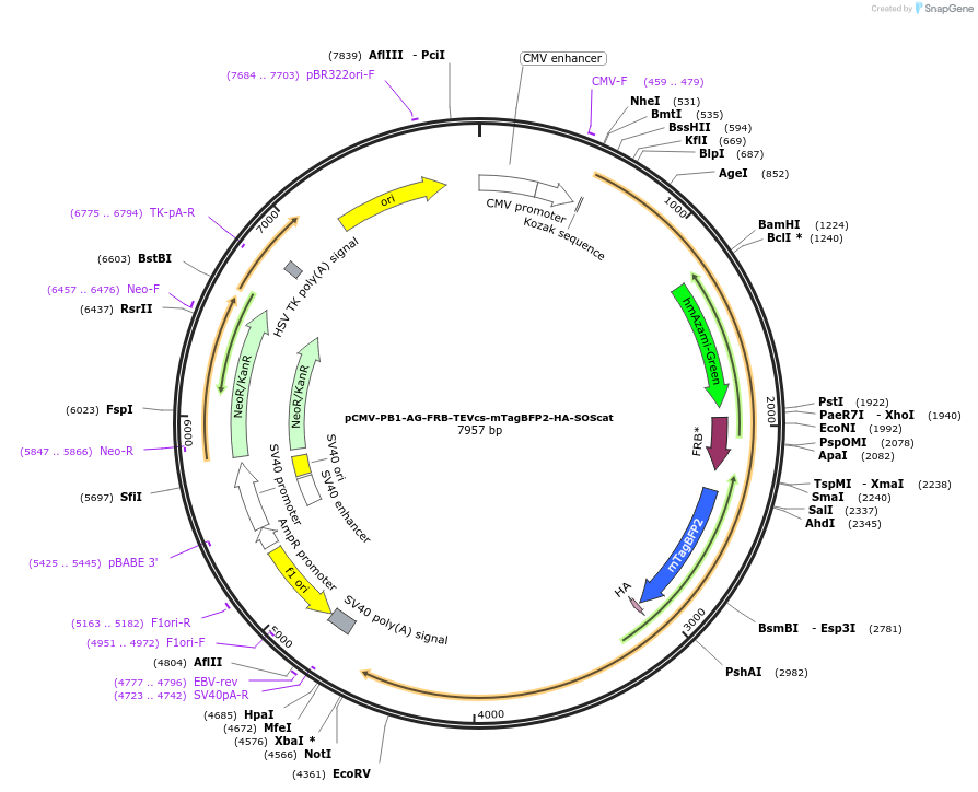178871-plasmid-map-sequence-id-355798