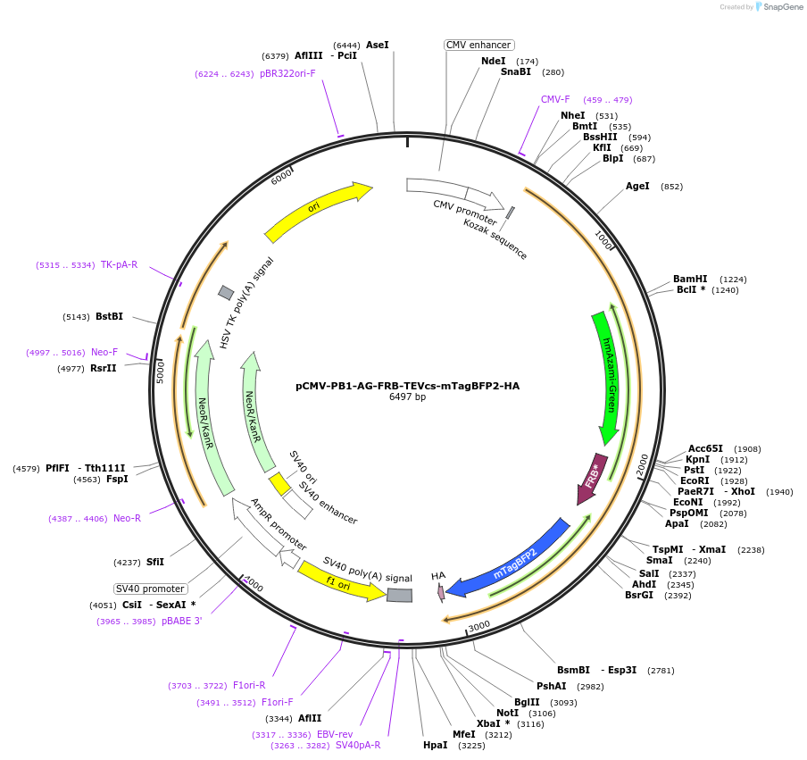 178868-plasmid-map-sequence-id-355800