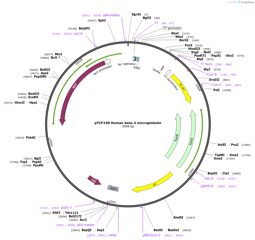 180457-plasmid-map-sequence-id-355801