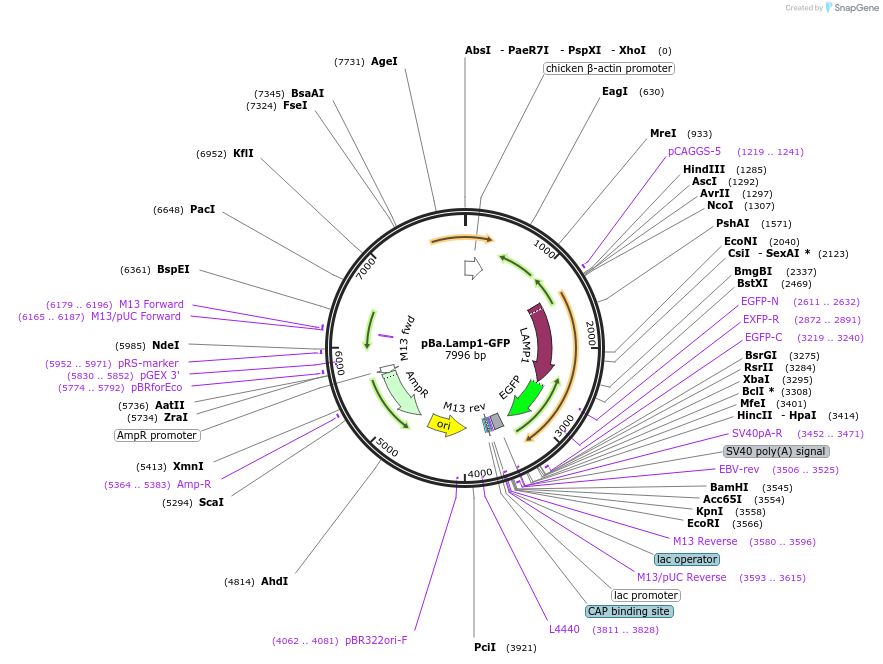 180250-plasmid-map-sequence-id-355803