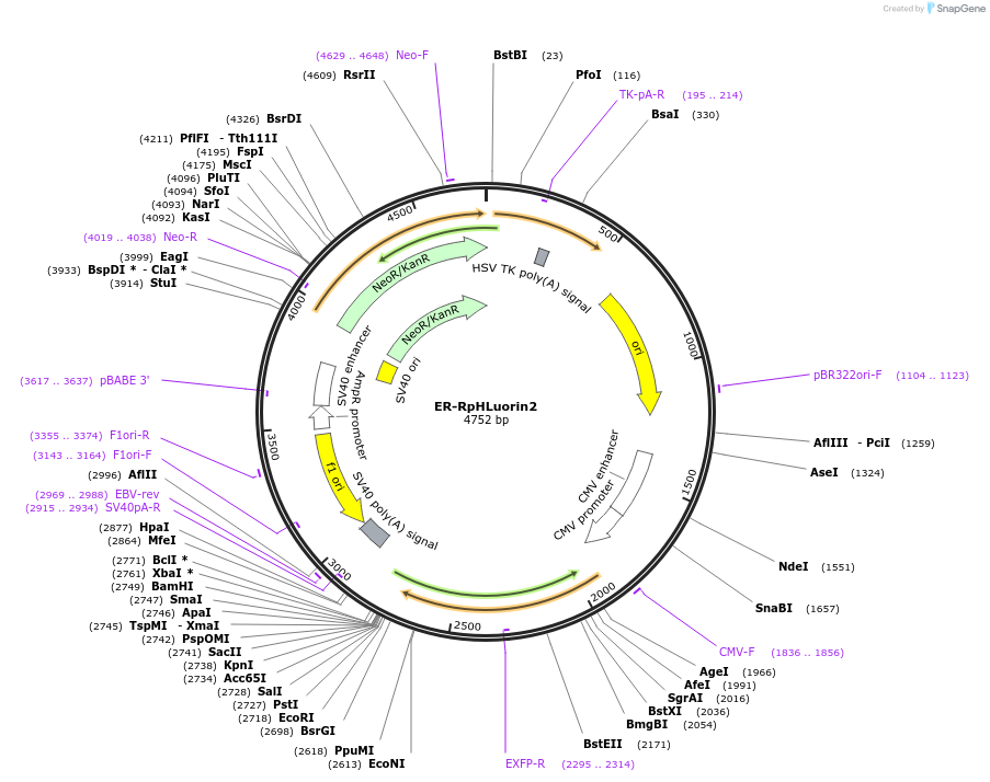 171717-plasmid-map-sequence-id-355806