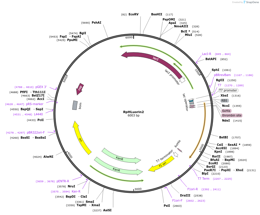 180227-plasmid-map-sequence-id-355807