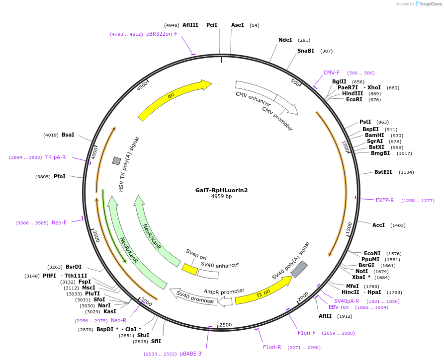 171719-plasmid-map-sequence-id-355810