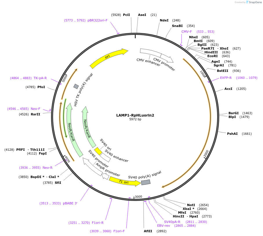 171720-plasmid-map-sequence-id-355811