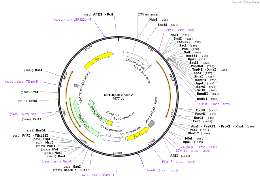 171721-plasmid-map-sequence-id-355812