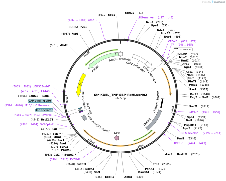 171722-plasmid-map-sequence-id-355814