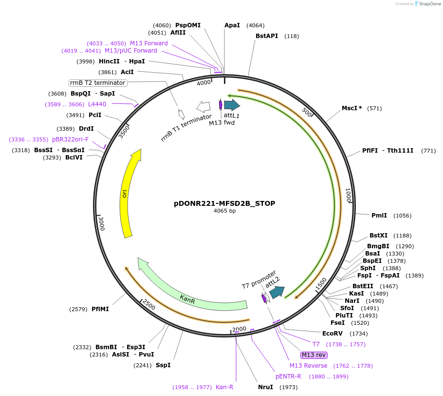 161435-plasmid-map-sequence-id-355836