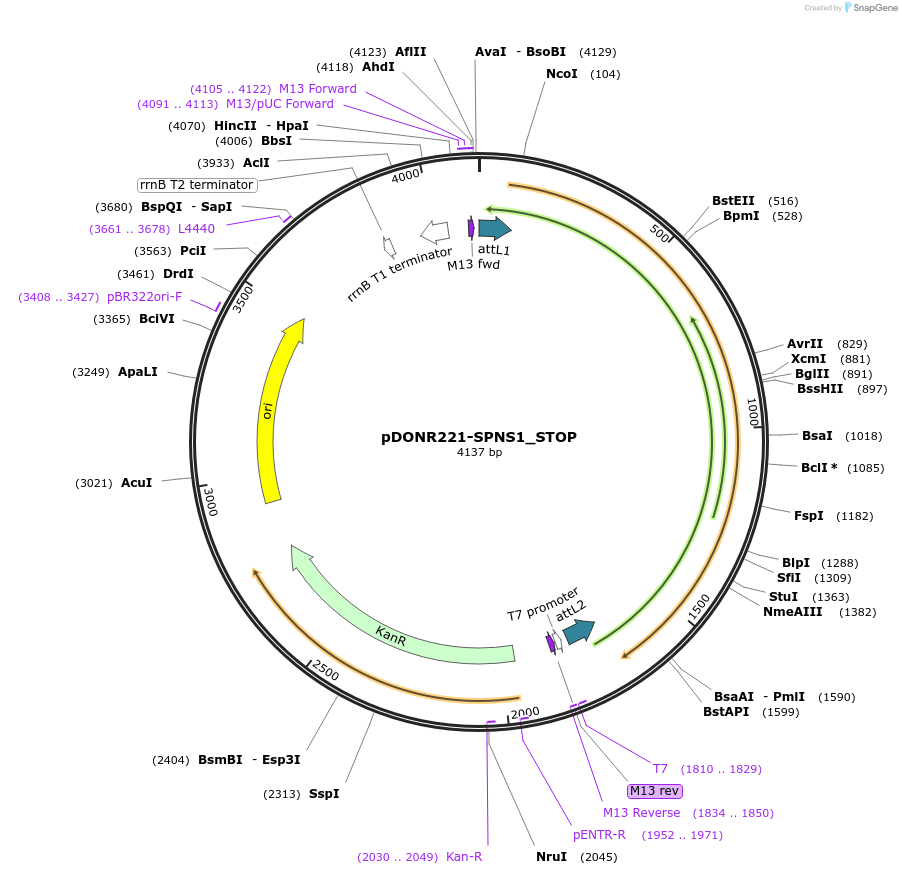 161439-plasmid-map-sequence-id-355837