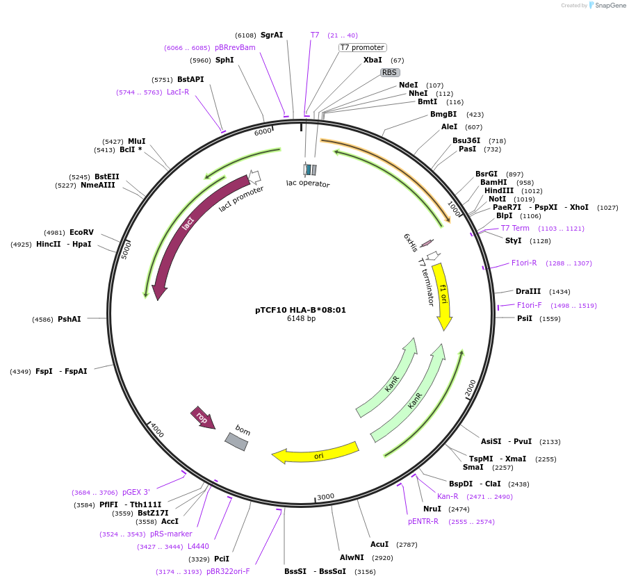 180447-plasmid-map-sequence-id-355840