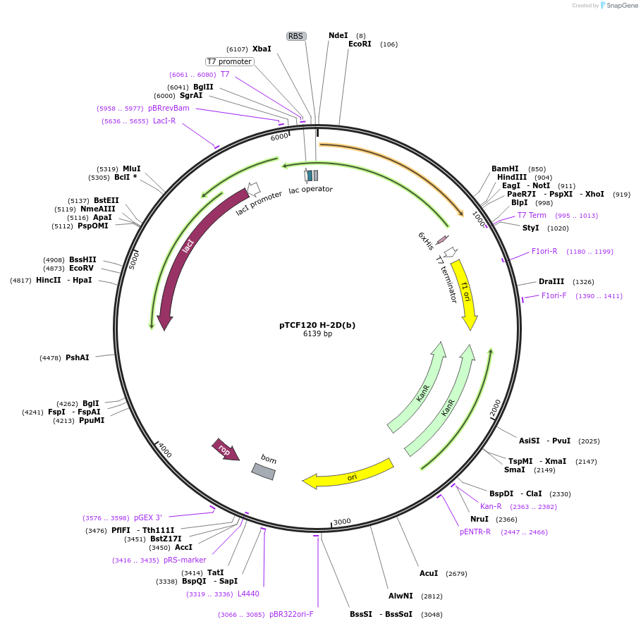180454-plasmid-map-sequence-id-355842