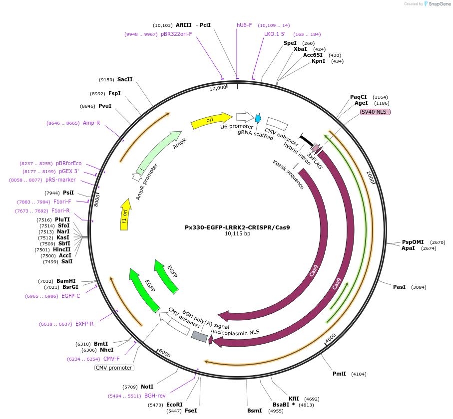 180437-plasmid-map-sequence-id-355854