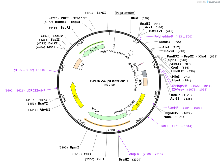 182460-plasmid-map-sequence-id-355857