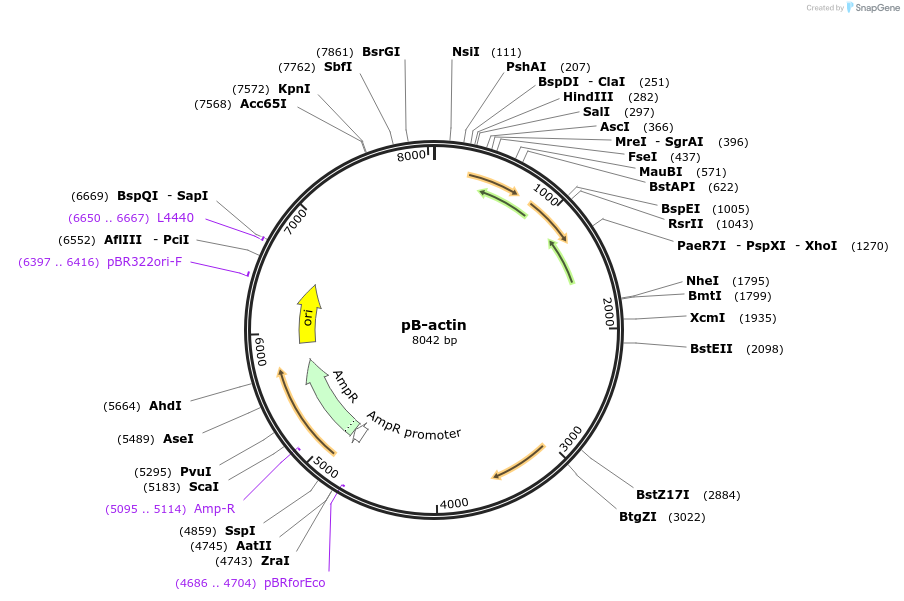 13680-plasmid-map-sequence-id-355860