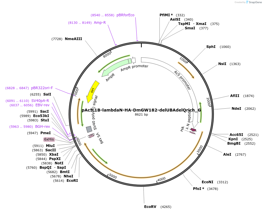 146396-plasmid-map-sequence-id-355867