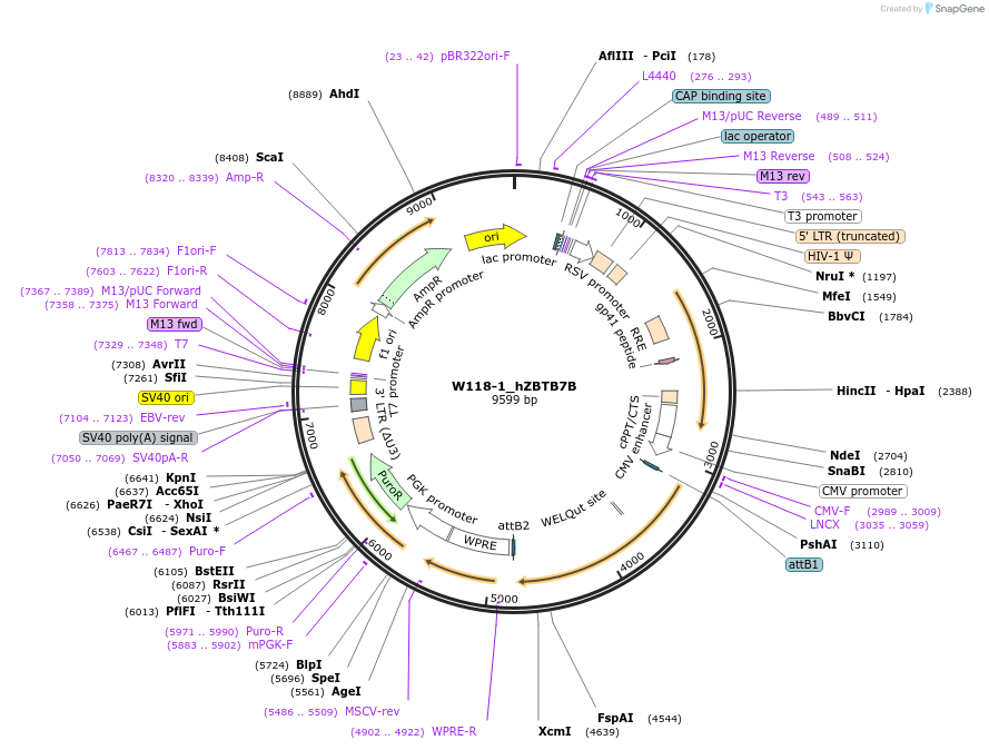 180380-plasmid-map-sequence-id-355868