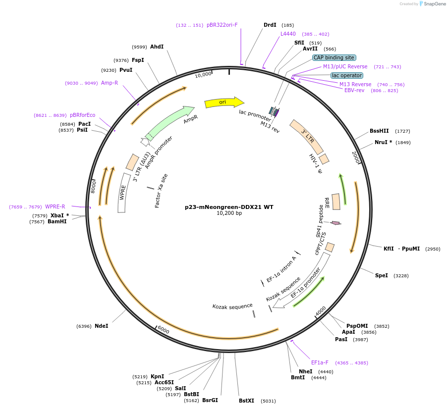 179228-plasmid-map-sequence-id-355907