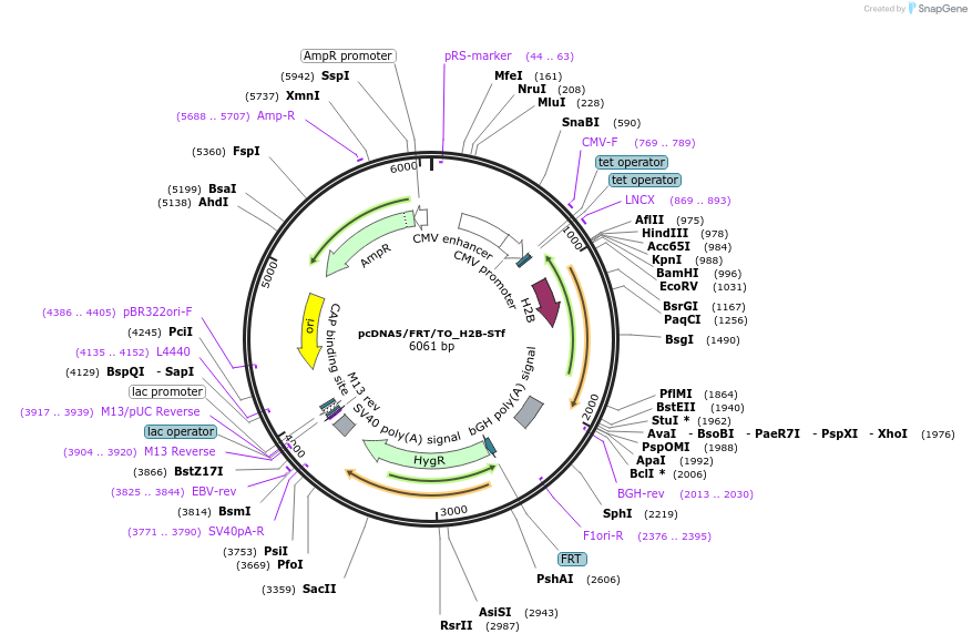 181998-plasmid-map-sequence-id-355922