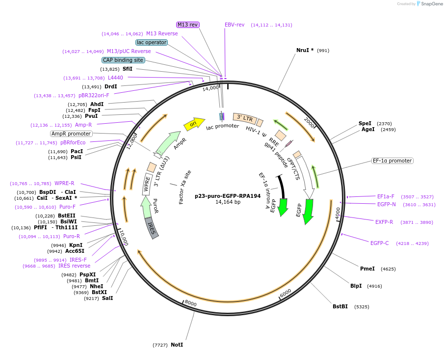 179237-plasmid-map-sequence-id-355923