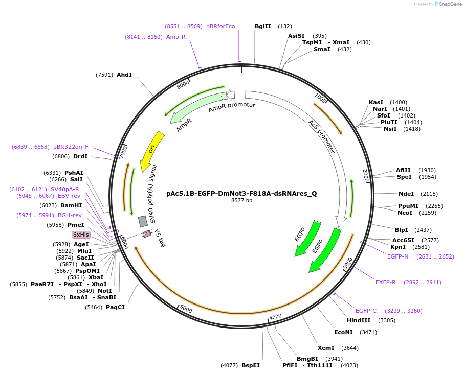 147262-plasmid-map-sequence-id-355929