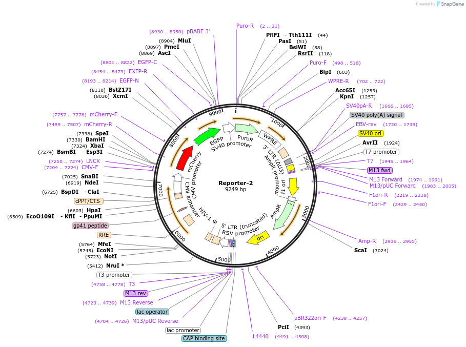 180219-plasmid-map-sequence-id-355939