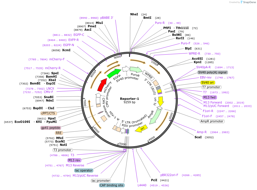 180218-plasmid-map-sequence-id-355947