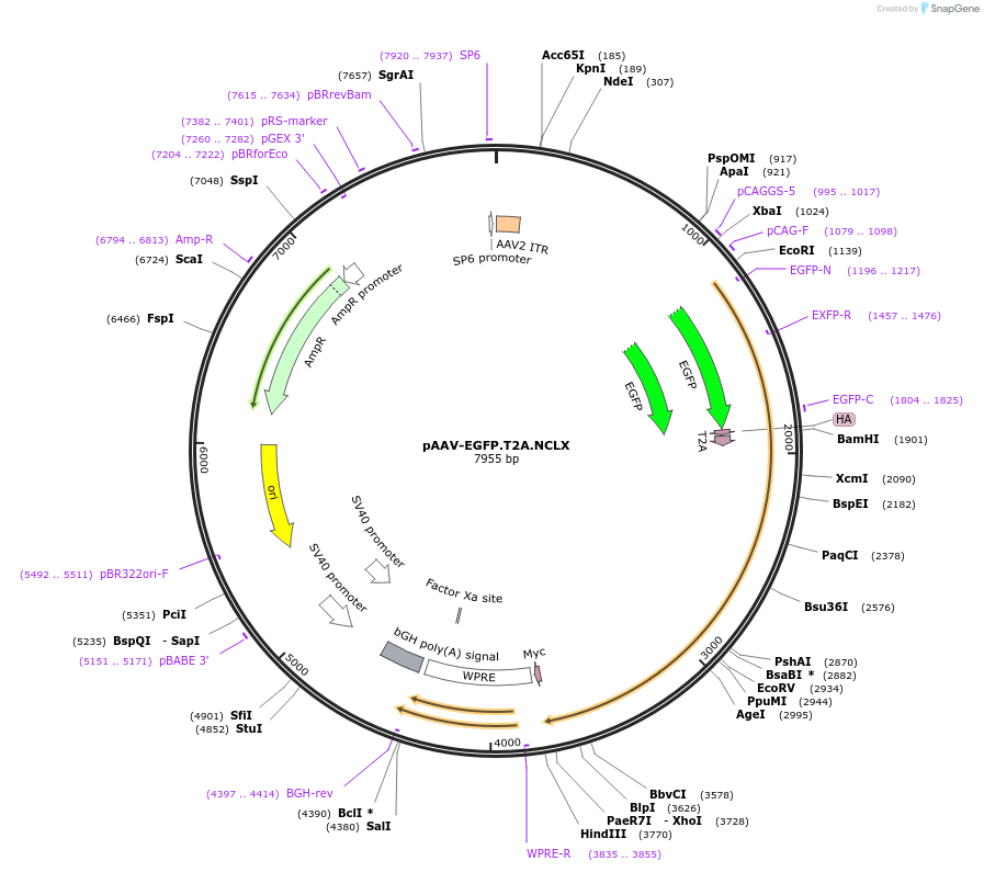 181873-plasmid-map-sequence-id-355952