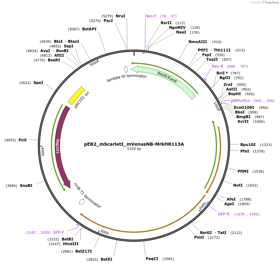 182292-plasmid-map-sequence-id-355954