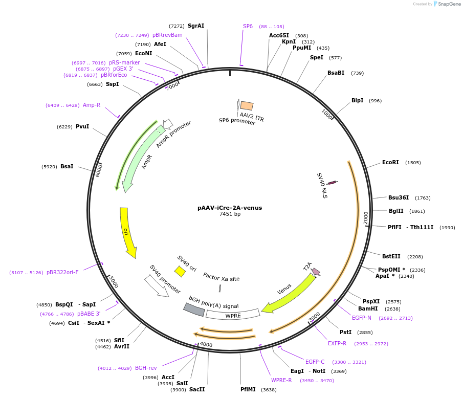 182499-plasmid-map-sequence-id-355960