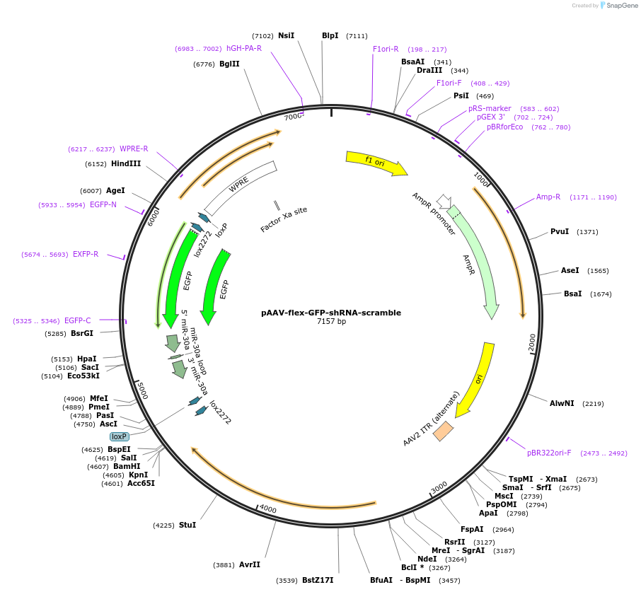 182503-plasmid-map-sequence-id-355964