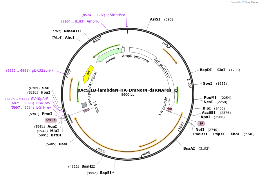 147340-plasmid-map-sequence-id-355968
