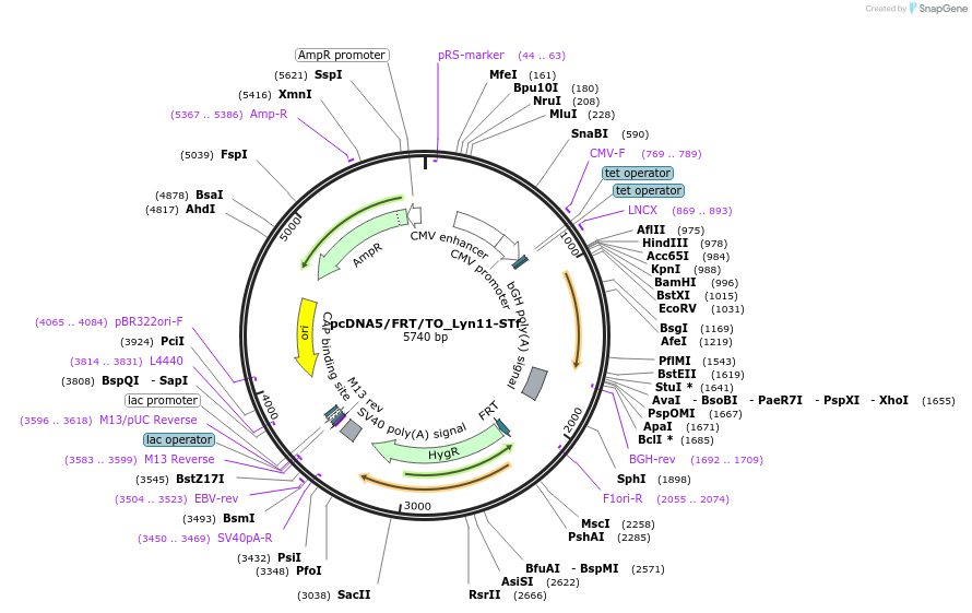 182008-plasmid-map-sequence-id-355973