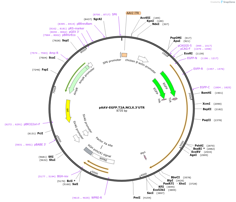 181872-plasmid-map-sequence-id-356018
