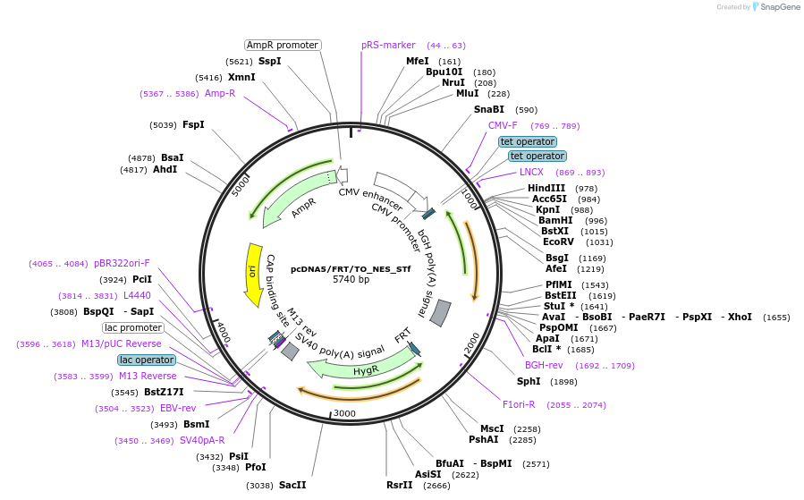 182001-plasmid-map-sequence-id-356066