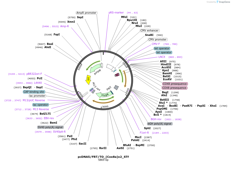 182003-plasmid-map-sequence-id-356069