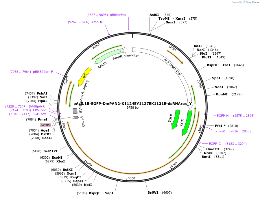 148046-plasmid-map-sequence-id-356070